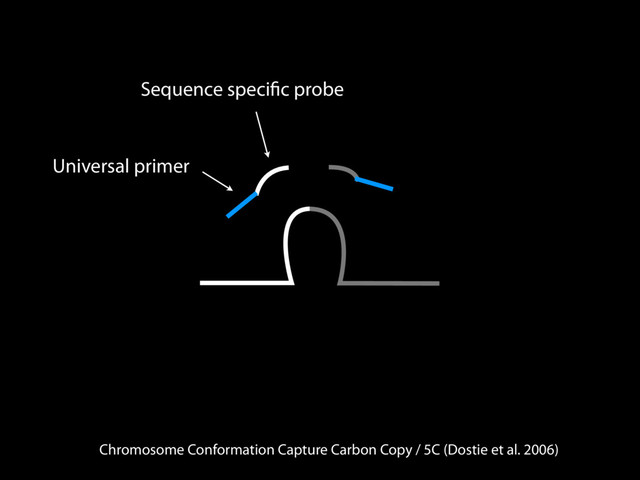 Chromosome Conformation Capture Carbon Copy / 5C (Dostie et al. 2006)
Sequence speciﬁc probe
Universal primer
