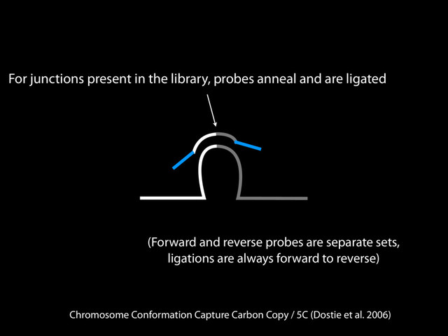 Chromosome Conformation Capture Carbon Copy / 5C (Dostie et al. 2006)
For junctions present in the library, probes anneal and are ligated
(Forward and reverse probes are separate sets,
ligations are always forward to reverse)
