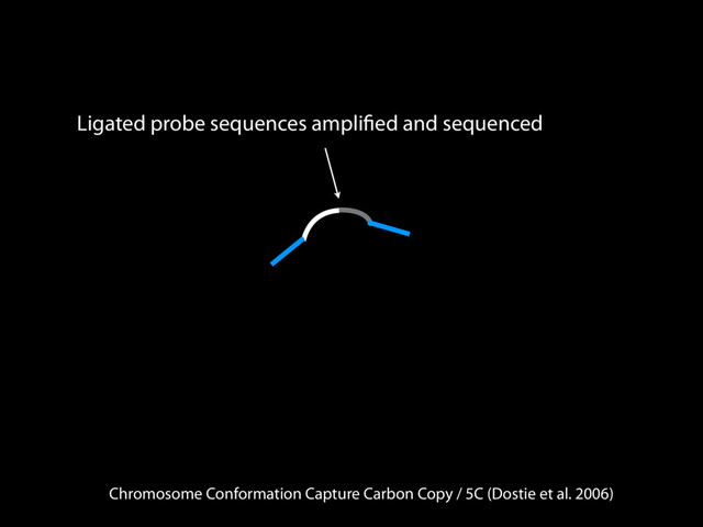 Chromosome Conformation Capture Carbon Copy / 5C (Dostie et al. 2006)
Ligated probe sequences ampliﬁed and sequenced

