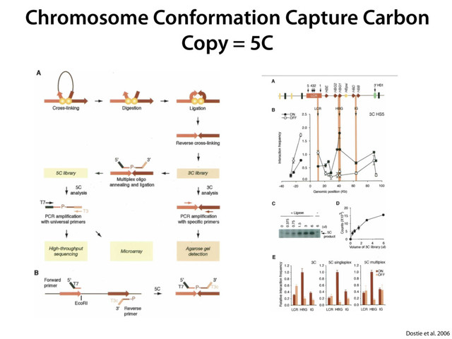 Chromosome Conformation Capture Carbon
Copy = 5C
Dostie et al. 2006
