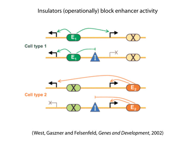 (West, Gaszner and Felsenfeld, Genes and Development, 2002)
Insulators (operationally) block enhancer activity
