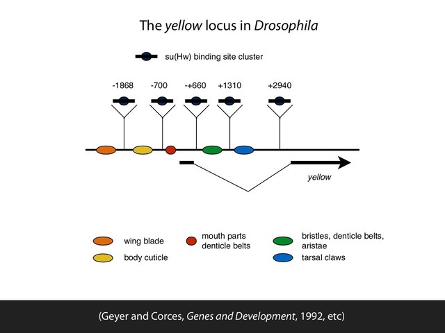 yellow
-1868 -+660 +1310 +2940
-700
su(Hw) binding site cluster
wing blade
body cuticle
mouth parts
denticle belts
bristles, denticle belts,
aristae
tarsal claws
The yellow locus in Drosophila
(Geyer and Corces, Genes and Development, 1992, etc)
