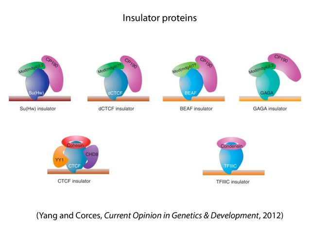 Insulator proteins
(Yang and Corces, Current Opinion in Genetics & Development, 2012)
