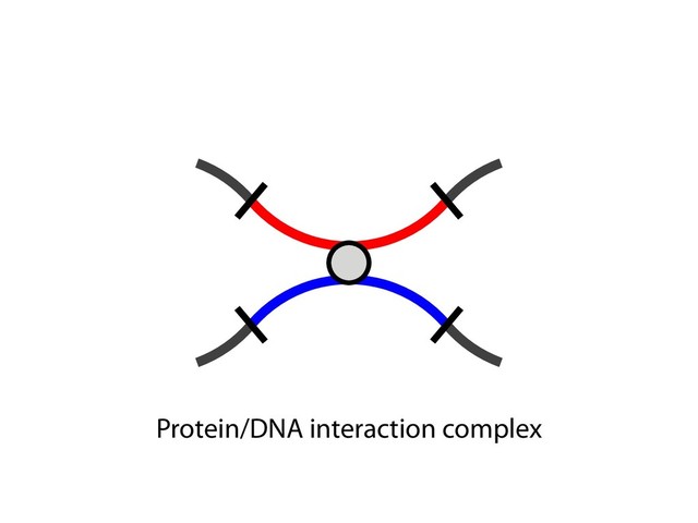 Protein/DNA interaction complex
