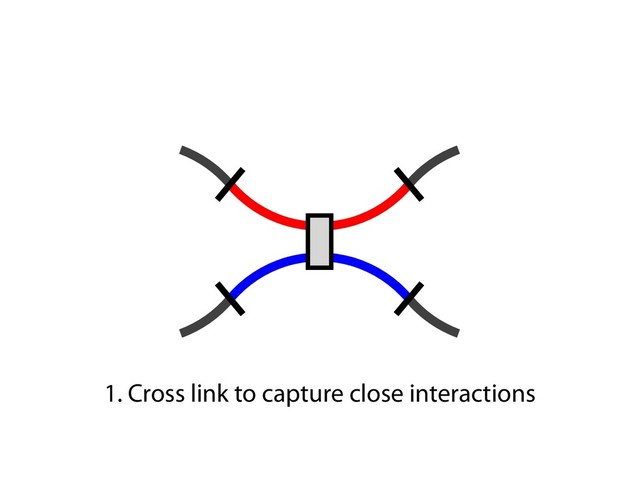 1. Cross link to capture close interactions
