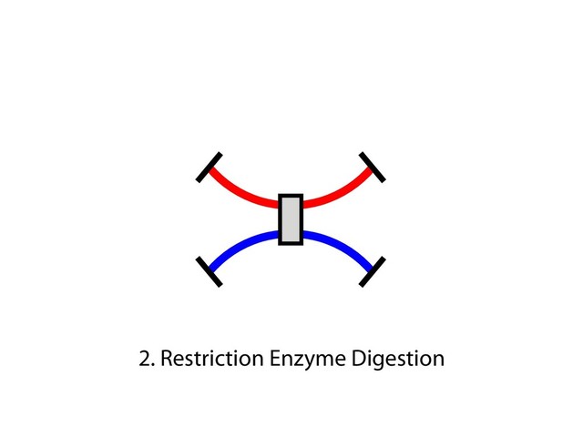 2. Restriction Enzyme Digestion

