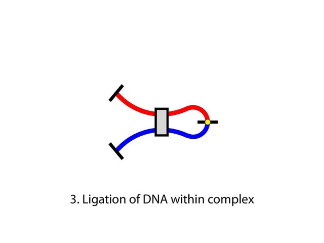 3. Ligation of DNA within complex
