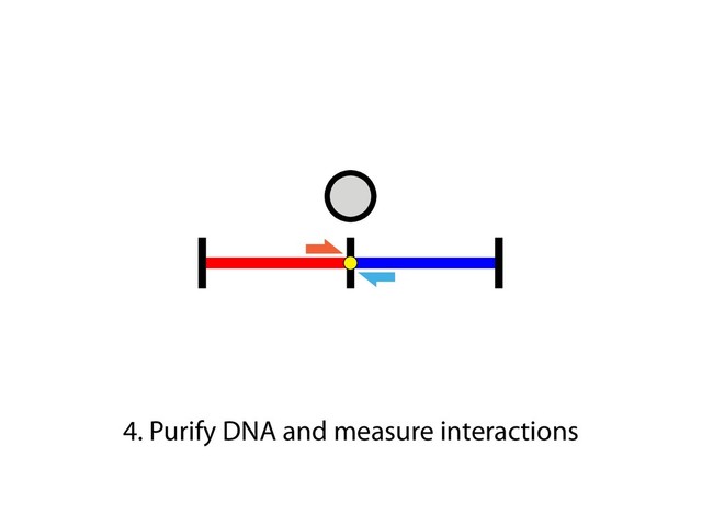 4. Purify DNA and measure interactions
