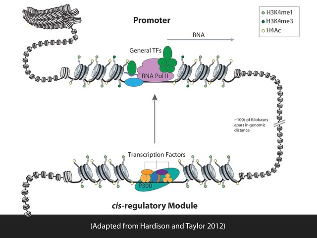 (Adapted from Hardison and Taylor 2012)
General TFs
RNA Pol II
RNA
P300
Transcription Factors
Promoter
cis-regulatory Module
~100s of Kilobases
apart in genomic
distance
H3K4me3
H3K4me1
H4Ac
