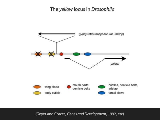 yellow
gypsy retrotransposon (at -700bp)
wing blade
body cuticle
mouth parts
denticle belts
bristles, denticle belts,
aristae
tarsal claws
The yellow locus in Drosophila
(Geyer and Corces, Genes and Development, 1992, etc)
