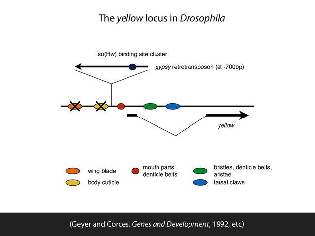 yellow
gypsy retrotransposon (at -700bp)
su(Hw) binding site cluster
wing blade
body cuticle
mouth parts
denticle belts
bristles, denticle belts,
aristae
tarsal claws
The yellow locus in Drosophila
(Geyer and Corces, Genes and Development, 1992, etc)
