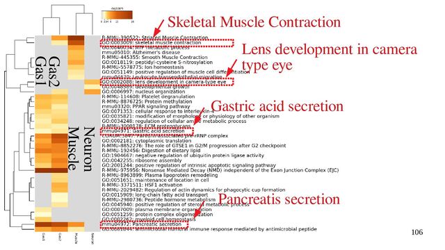2022/1/17 統計物理と統計科学のセと統計科学のセミ統計科学のセミナーのセミナーセミナー 106
Gas1
Gas2
Muscle
Neuron
Skeletal Muscle Contraction
Lens development in camera
type eye
Gastric acid secretion
Pancreatis secretion

