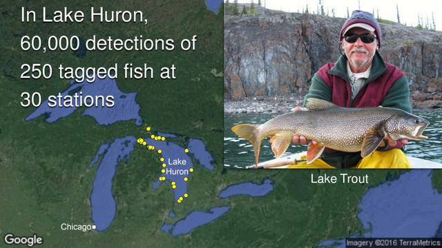 In Lake Huron,
60,000 detections of
250 tagged fish at
30 stations
Lake Trout
