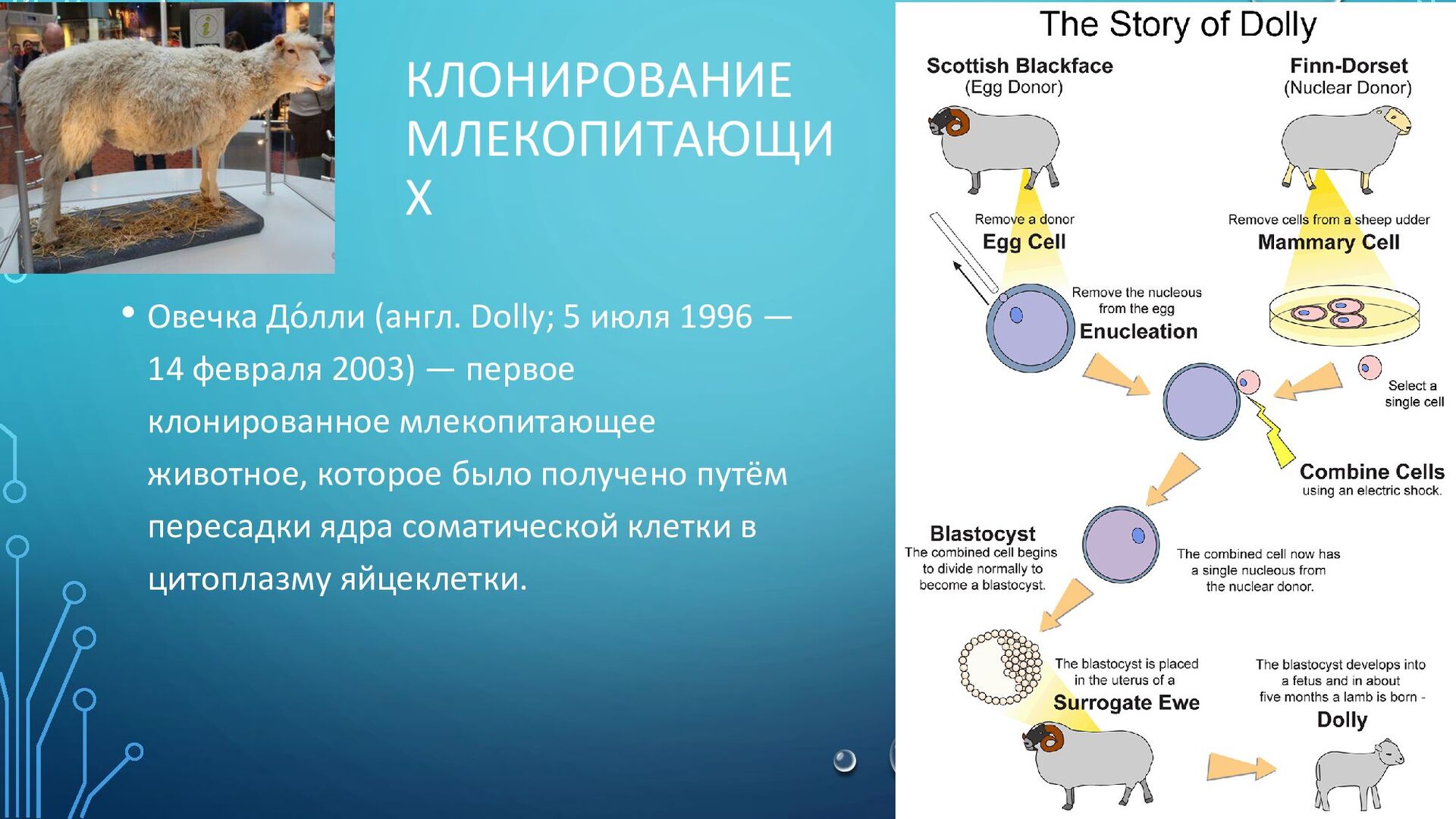 Схема клонирования овцы долли