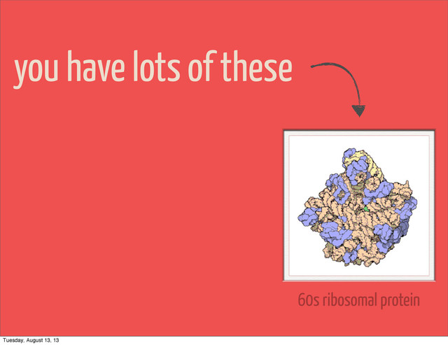 you have lots of these
60s ribosomal protein
Tuesday, August 13, 13
