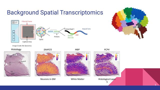 Background Spatial Transcriptomics
Image Credit: 10x Genomics
Histology
Neurons in GM White Matter Histological Layer
5
5
