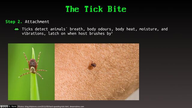 The Tick Bite
Step 2. Attachment
– Ticks detect animals´ breath, body odours, body heat, moisture, and
vibrations, latch on when host brushes by3
Photos: blog.kittykono.com/2011/05/hard-questing-tick.html, dreamstime.com
