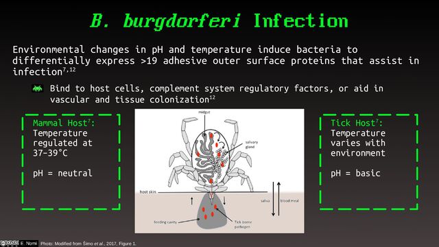 B. burgdorferi Infection
Environmental changes in pH and temperature induce bacteria to
differentially express >19 adhesive outer surface proteins that assist in
infection7,12
– Bind to host cells, complement system regulatory factors, or aid in
vascular and tissue colonization12
Photo: Modified from Šimo et al., 2017, Figure 1.
Mammal Host7:
Temperature
regulated at
37–39°C
pH = neutral
Tick Host7:
Temperature
varies with
environment
pH = basic
