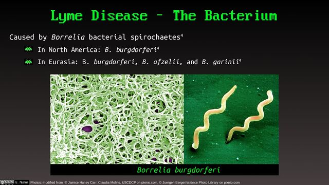 Lyme Disease – The Bacterium
Caused by Borrelia bacterial spirochaetes4
– In North America: B. burgdorferi4
– In Eurasia: B. burgdorferi, B. afzelii, and B. garinii4
Photos: modified from © Jamice Haney Carr, Claudia Molins, USCDCP on pixnio.com, © Juergen Berger/science Photo Library on pixnio.com
Borrelia burgdorferi
