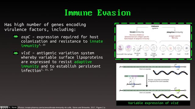 Immune Evasion
Has high number of genes encoding
virulence factors, including:
– ospC – expression required for host
colonization and resistance to innate
immunity7, 23
– vlsE – antigenic variation system
whereby variable surface lipoproteins
are expressed to resist adaptive
immunity and to establish persistent
infection7, 23, 24
Variable expression of vlsE
Photos: innate-pharma.com/science/innate-immunity-nk-cells, Stone and Brissette, 2017, Figure 2.a
