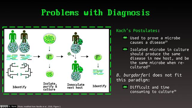 Problems with Diagnosis
Koch’s Postulates:
– Used to prove a microbe
causes a disease29
– Isolated microbe in culture
should produce the same
disease in new host, and be
the same microbe when re-
cultured29
B. burgdorferi does not fit
this paradigm:
– Difficult and time
consuming to culture30
Photo: modified from Neville et al., 2018, Figure 1.

