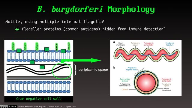 B. burgdorferi Morphology
Motile, using multiple internal flagella6
– Flagellar proteins (common antigens) hidden from immune detection7
Photos: Kelesidis, 2014, Figure 1., Charon et al., 2012, Figure 1.a-b.
Gram negative cell wall
periplasmic space

