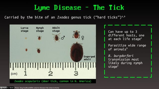 Lyme Disease – The Tick
Carried by the bite of an Ixodes genus tick (“hard ticks”)4,9
Photo: blog.healthywildlife.ca/lyme-disease-hits-close-to-home
Adult
stage
Nymph
stage
Larva
stage
Engorged
adult
Ixodes scapularis (deer tick, common in N. America)
Can have up to 3
different hosts, one
at each life stage9
Parasitize wide range
of animals9
B. burgdorferi
transmission most
likely during nymph
stage9
♀
♂
(cm)
