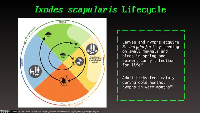 Ixodes scapularis Lifecycle
Photo: health2016.globalchange.gov/low/ClimateHealth2016_05_Vector_small.pdf, Figure 3.
Larvae and nymphs acquire
B. burgdorferi by feeding
on small mammals and
birds in spring and
summer, carry infection
for life10
Adult ticks feed mainly
during cold months;
nymphs in warm months10

