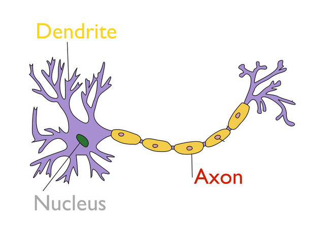 Dendrite
Nucleus
Axon
