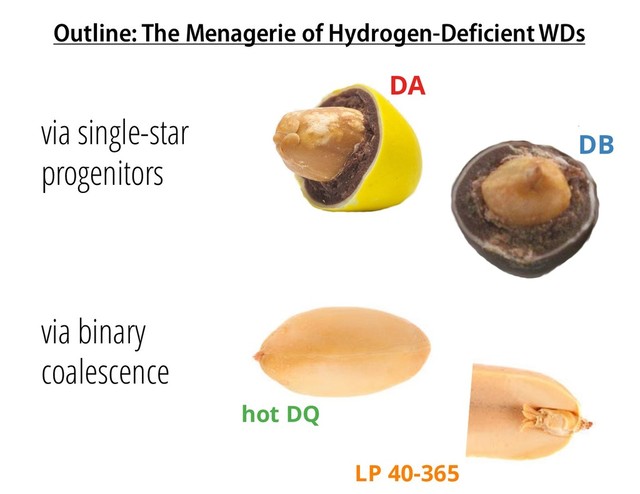 Outline: The Menagerie of Hydrogen-Deficient WDs
via single-star
progenitors
via binary
coalescence
DA
DB
hot DQ
LP 40-365
