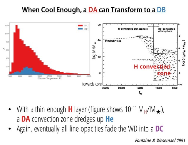When Cool Enough, a DA can Transform to a DB
• With a thin enough H layer (figure shows 10-11 MH
/M
★
),
a DA convection zone dredges up He
• Again, eventually all line opacities fade the WD into a DC
Fontaine & Wesemael 1991
H convection
zone
towards core
log M/M★

