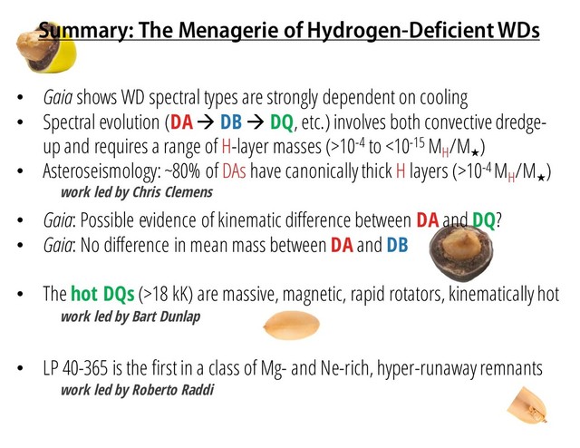 Summary: The Menagerie of Hydrogen-Deficient WDs
• Gaia shows WD spectral types are strongly dependent on cooling
• Spectral evolution (DAà DB à DQ, etc.) involves both convective dredge-
up and requires a range of H-layer masses (>10-4 to <10-15 MH
/M
★
)
• Asteroseismology: ~80% of DAs have canonically thick H layers (>10-4 MH
/M
★
)
• Gaia: Possible evidence of kinematic difference between DA and DQ?
• Gaia: No difference in mean mass between DA and DB
• The hot DQs (>18 kK) are massive, magnetic, rapid rotators, kinematicallyhot
• LP 40-365 is the first in a class of Mg- and Ne-rich, hyper-runaway remnants
work led by Roberto Raddi
work led by Bart Dunlap
work led by Chris Clemens
