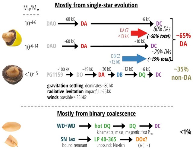 10-4-6
MH
/M
★
10-6-14
<10-15
DAO DA DC
DAO DA DC
PG1159 DO DA DB DQ DC
~60 kK ~6 kK
~60 kK ~10 kK
~100 kK ~45 kK ~30 kK ~12 kK ~6 kK
WD+WD hot DQ DC
SN Iax LP 40-365 DOx?
Mostly from single-star evolution
Mostly from binary coalescence
~65%
DA
~35%
non-DA
<1%
DQ
~80% DAs
(~50% total)
~20% DAs
(~15% total)
bound remnant unbound; Ne-rich O/C > 1
kinematics; mass; magnetic; fast Prot
DA CZ
<13 kK
DB CZ
<13 kK
gravitation settling dominates <80 kK
radiative levitation impactful >25 kK
winds possible > 35 kK?
