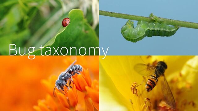Bug taxonomy
