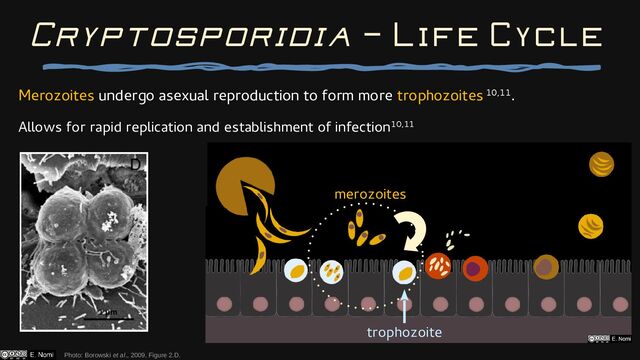 Photo: Borowski et al., 2009, Figure 2.D.
Cryptosporidia — Life Cycle
trophozoite
merozoites
Merozoites undergo asexual reproduction to form more trophozoites 10,11.
Allows for rapid replication and establishment of infection10,11
1 μm

