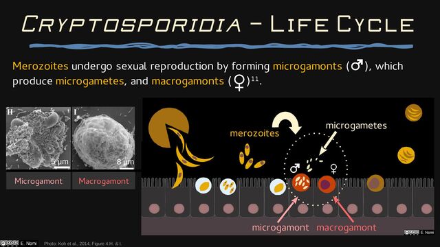 Merozoites undergo sexual reproduction by forming microgamonts ( ), which
produce microgametes, and macrogamonts ( )11.
Photo: Koh et al., 2014, Figure 4.H. & I.
Cryptosporidia — Life Cycle
merozoites
microgametes
macrogamont
microgamont
Microgamont Macrogamont
5 μm 8 μm
