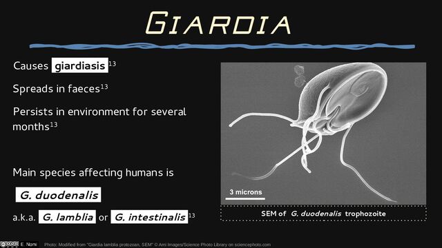 Giardia
Photo: Modified from "Giardia lamblia protozoan, SEM" © Ami Images/Science Photo Library on sciencephoto.com
SEM of G. duodenalis trophozoite
Causes giardiasis 13
Spreads in faeces13
Persists in environment for several
months13
Main species affecting humans is
G. duodenalis
a.k.a. G. lamblia or G. intestinalis 13
