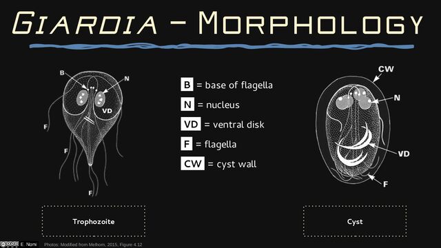 Giardia — Morphology
Photos: Modified from Melhorn, 2015, Figure 4.12
Trophozoite Cyst
B = base of flagella
N = nucleus
VD = ventral disk
F = flagella
CW = cyst wall
