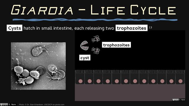 Giardia — Life Cycle
Cysts hatch in small intestine, each releasing two trophozoites 13
Photo: © Dr. Stan Erlandsen, USCDCP on pixnio.com
cyst
trophozoites
