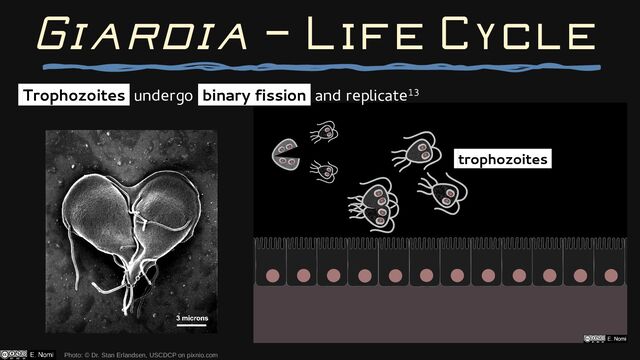 Giardia — Life Cycle
Photo: © Dr. Stan Erlandsen, USCDCP on pixnio.com
cyst
trophozoites
binary fission
encystation
feeding
D
trophozoites
Trophozoites undergo binary fission and replicate13
