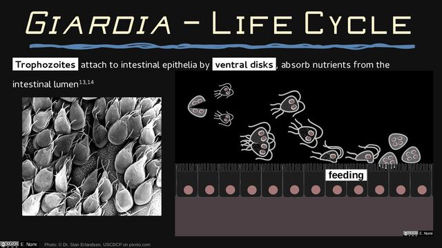 Giardia — Life Cycle
Trophozoites attach to intestinal epithelia by ventral disks , absorb nutrients from the
intestinal lumen13,14
Photo: © Dr. Stan Erlandsen, USCDCP on pixnio.com
feeding
