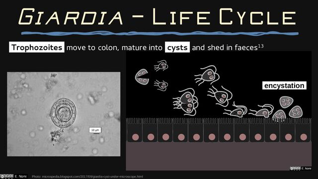 Giardia — Life Cycle
Trophozoites move to colon, mature into cysts and shed in faeces13
Photo: microspedia.blogspot.com/2017/09/giardia-cyst-under-microscope.html
encystation
