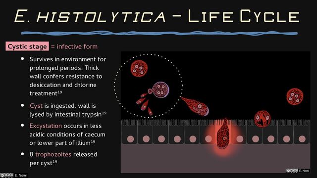 Cystic stage = infective form
● Survives in environment for
prolonged periods. Thick
wall confers resistance to
desiccation and chlorine
treatment19
● Cyst is ingested, wall is
lysed by intestinal trypsin19
● Excystation occurs in less
acidic conditions of caecum
or lower part of illium19
● 8 trophozoites released
per cyst19
E. histolytica — Life Cycle
