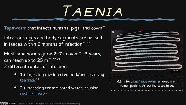 Tapeworm that infects humans, pigs, and cows21
Infectious eggs and body segments are passed
in faeces within 2 months of infection21,22
Most tapeworms grow 2–7 m over 2–3 years,
can reach up to 25 m21,22,23
2 different routes of infection:
● 1.) Ingesting raw infected pork/beef, causing
taeniasis21
● 2.) Ingesting contaminated water, causing
cysticercosis21
Photos: Li & Guo, 2016, Figure B, © 2016 Massachusetts Medical Society
Taenia
6.2 m long beef tapeworm removed from
human patient. Arrow indicates head.
