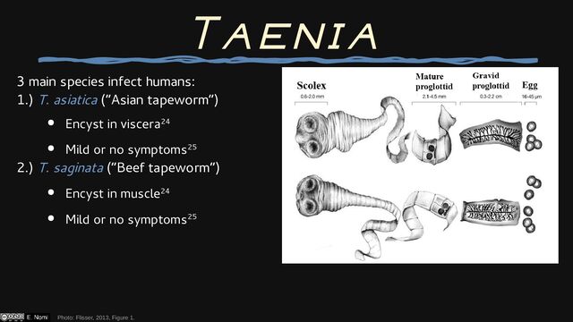 3 main species infect humans:
1.) T. asiatica (“Asian tapeworm”)
● Encyst in viscera24
● Mild or no symptoms25
2.) T. saginata (“Beef tapeworm”)
● Encyst in muscle24
● Mild or no symptoms25
3.) T. solium (“Pork tapeworm”)
● Encyst in muscle and viscera21,24
● Causes cysticercosis21
Taenia
Photo: Flisser, 2013, Figure 1.
