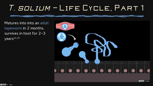 Matures into into an adult
tapeworm in 2 months,
survives in host for 2–3
years21,25
T. solium — Life Cycle, Part 1
