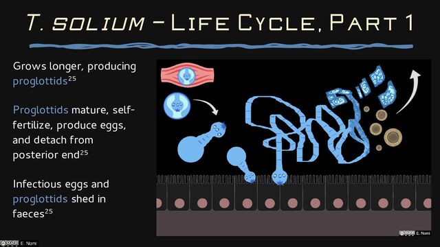 Grows longer, producing
proglottids25
Proglottids mature, self-
fertilize, produce eggs,
and detach from
posterior end25
Infectious eggs and
proglottids shed in
faeces25
T. solium — Life Cycle, Part 1
