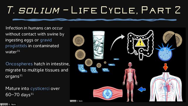 Infection in humans can occur
without contact with swine by
ingesting eggs or gravid
proglottids in contaminated
water31
Oncospheres hatch in intestine,
migrate to multiple tissues and
organs31
Mature into cysticerci over
60–70 days31
T. solium — Life Cycle, Part 2
