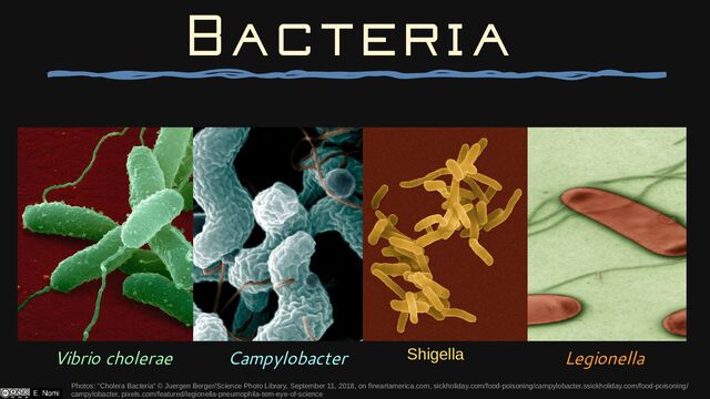 Vibrio cholerae
Photos: “Cholera Bacteria” © Juergen Berger/Science Photo Library, September 11, 2018, on fineartamerica.com, sickholiday.com/food-poisoning/campylobacter,ssickholiday.com/food-poisoning/
campylobacter, pixels.com/featured/legionella-pneumophila-tem-eye-of-science
Bacteria
Legionella
Campylobacter Shigella
