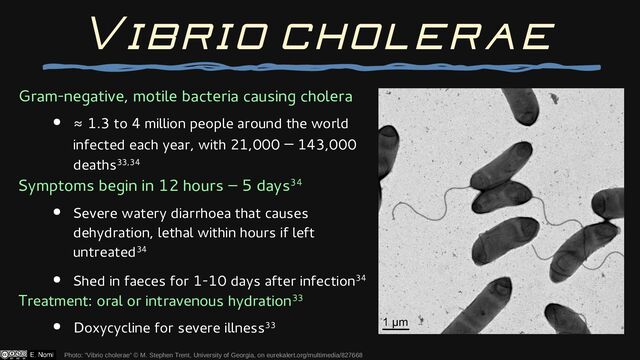 Gram-negative, motile bacteria causing cholera
● ≈ 1.3 to 4 million people around the world
infected each year, with 21,000 – 143,000
deaths33,34
Symptoms begin in 12 hours – 5 days34
● Severe watery diarrhoea that causes
dehydration, lethal within hours if left
untreated34
● Shed in faeces for 1-10 days after infection34
Treatment: oral or intravenous hydration33
● Doxycycline for severe illness33
Photo: “Vibrio cholerae” © M. Stephen Trent, University of Georgia, on eurekalert.org/multimedia/827668
Vibrio cholerae
